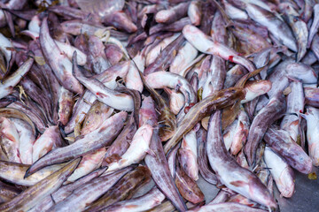 Fish or catfish in the fish market - 786403266