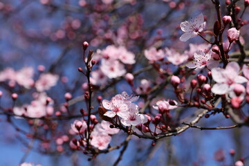 A closeup of some pink blossoms