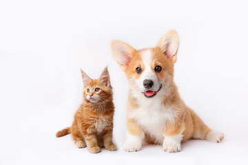 Cute  Welsh corgi puppy and a red kitten sit together on a white background. isolated on a white...