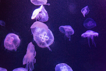 Beautiful light Jellyfish moving in water at the aquarium