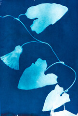 Cyanotypie, Sonnendruck, älteste photografische Druckverfahren von einer Blume, Ackerwinde,...