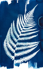 Cyanotypie, Sonnendruck, älteste photografische Druckverfahren von einem Farnwedels von einem echten Wurmfarn, blau, weiß
