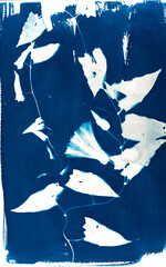 Cyanotypie, Sonnendruck, älteste photografische Druckverfahren von einer Blume, Ackerwinde, Convolvulus arvensis, blau, weiß