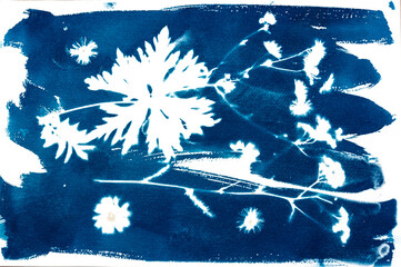 Cyanotypie, Sonnendruck, älteste photografische Druckverfahren von Sommerblumen, blau, weiß