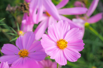 Obraz premium Pink cosmos flowers bloom in the garden on a sunny day.
