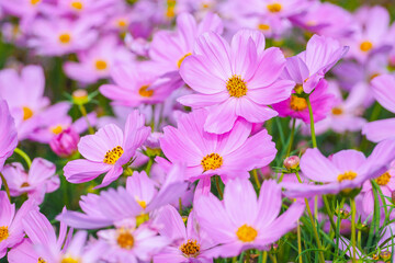 Pink cosmos flowers bloom in the garden on a sunny day.