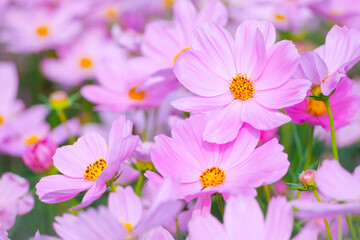 Pink cosmos flowers bloom in the garden on a sunny day.