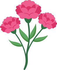 Hand drawn pink carnation flower isolated