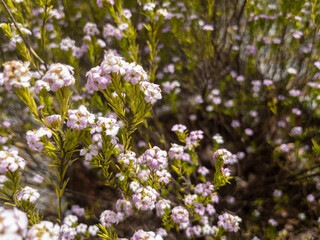 PLANTAS EN FLORACIÓN DURANTE LA PRIMAVERA.