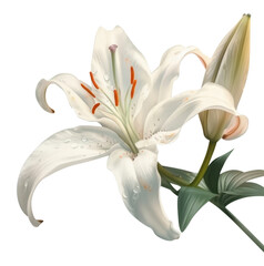 PNG Close up on pale lily painting blossom flower.