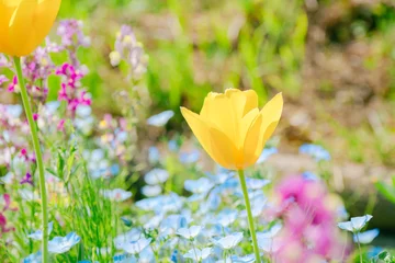 Fototapete 農業公園に咲く美しいチューリップ © rika_portrait