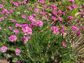Fototapeta premium PEQUEÑAS FLORES DE COLOR ROSA. IN SITU.