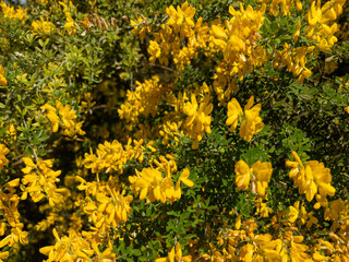 floración, flora, flores, primavera, en floración, botánica, naturaleza, época, abril, 