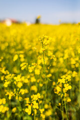 Coltura di brassica napus su un terreno agricolo in primavera