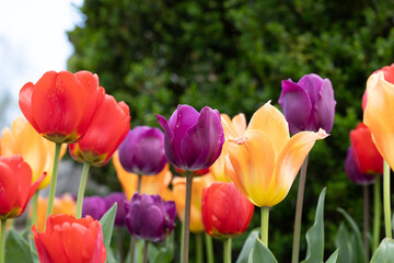 Flowers and tulips growing at tower grove park in St louis mo