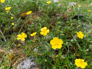 PLANTAS EN FLORACIÓN DURANTE LA PRIMAVERA.