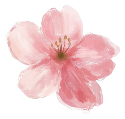PNG Cherry blossom flower petal plant. - obrazy, fototapety, plakaty