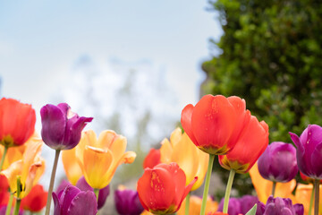 Flowers and tulips growing at tower grove park in St louis mo