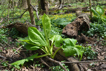Skunk cabbage (Symplocarpus foetidus) leaves grow in spring in a forest wetland in New Jersey. Eastern skunk cabbage plants have large green leaves with a skunk-like odor and grow woods and wetlands.