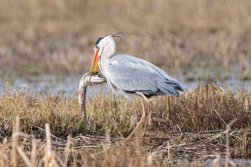 Grey heron catching huge fish