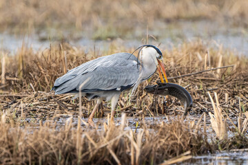 Grey heron catching huge fish