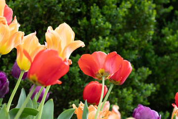 Flowers and tulips growing at tower grove park in St louis mo