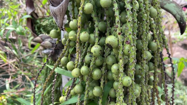 Closeup of Hanging Fish Tail of Palm tree, Botanical Name Caryota Urens, Also known as the Toddy, Solitary, Wine and Jaggery palm. Poisonous plant Vietnam