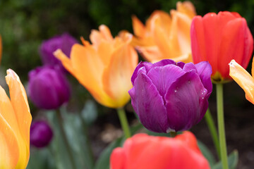 Flowers and tulips growing at tower grove park in St louis mo