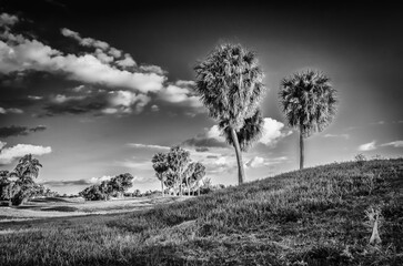 Trees on a redundant golf course at sunset, Grand Cayman, Cayman Islands - 786414014