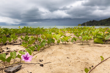 purple flowers on the beach of Bako National Park, in the background the sea and dark storm clouds, landscape - 786414884