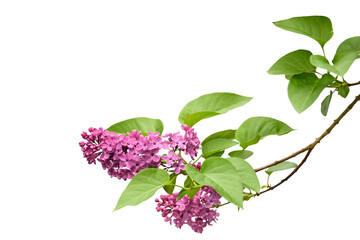 lilac branch isolated on transparant background