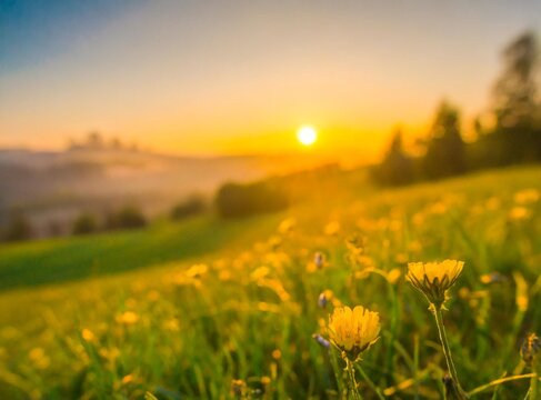 Colorful spring sunrise on meadow