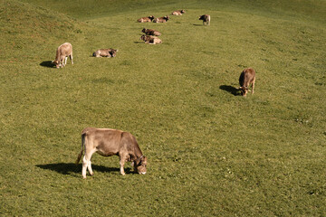 Swiss Brown cows on a pasture in Switzerland. Iconic Alpine cattle