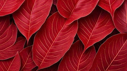 Red leaves of a poinsettia close-up as a background
