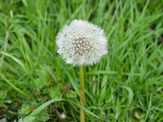 dandelion on grass