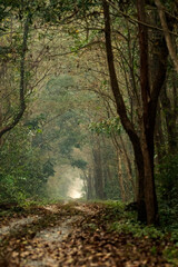 A path or safari track curves through a green forest at Buxa Tiger Reserve.