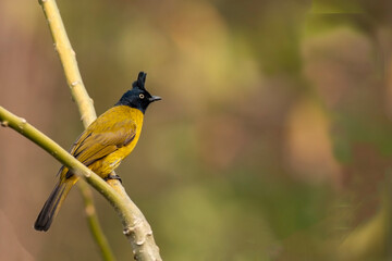 A black crested bulbul bird from Buxa, West Bengal, India