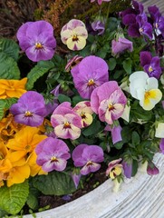 Bl&uuml;ten von Blumen in einem Beet 