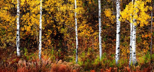 Autumn Aspen Trees Fall Colors Golden Leaves and White Trunk - 786420085