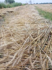 hay bale in the field,Panorama of an agriculture wheat field. Wheat field on an agriculture farm, wheat picture,