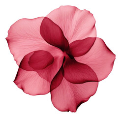 PNG Rose petals flower plant red.