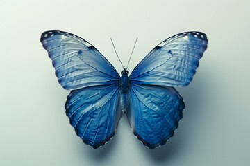 Beautiful macro image of blue butterfly isolated on white background with copy space