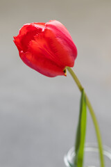 Flower. Red tulip. In a glass vase. Close-up. Light grey background