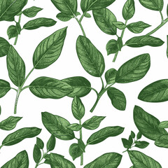 a green plant with leaves on a white background