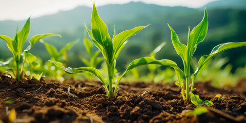 Vibrant Young Corn Plants Growing in Fertile Soil at Sunrise