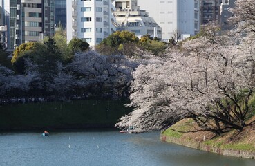 Cherry blossoms at Chidorigafuchi Moat in Tokyo, Japan
