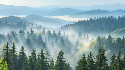 Papier Peint photo Lavable Forêt dans le brouillard Nature background of landscape of towering mountains , Morning in the evergreen forest, light blue sky and fog covers. 