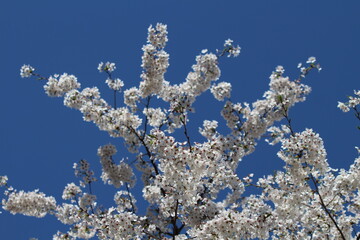 White cherry blossoms (Somei Yoshino) and blue sky at Chidorigafuchi Moat in Tokyo, Japan