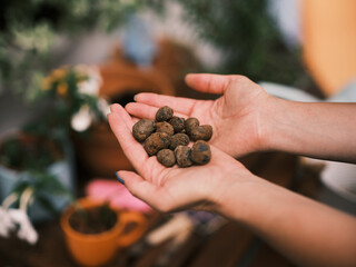 Close-up of a hand holding organic, round seeds over terracotta pots and gardening tools