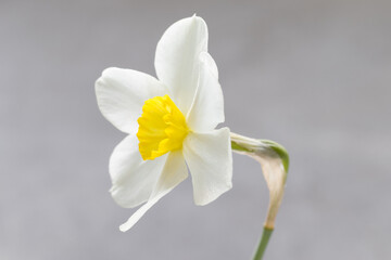 Fototapeta na wymiar White narcissus with a yellow center. Narcissus head. Side view. Close-up. Light grey background